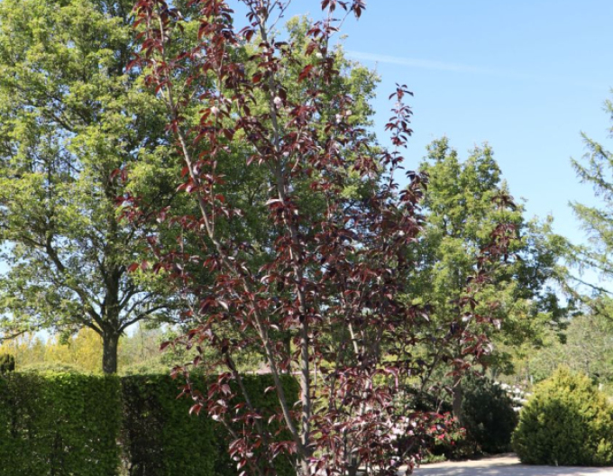 Japanische Nelkenkirsche Royal Burgundy mehrstämmig