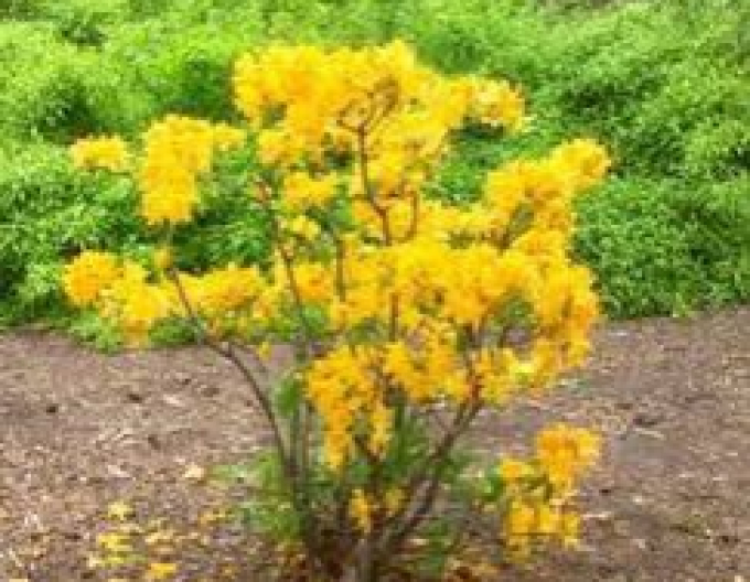 Azalee großblumig Goldenes Licht