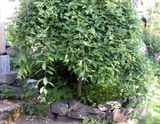 Salix caprea  Kilmarnock - Stämmchen 80cm