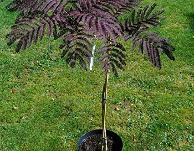 Albizia rosa Summer Chocolate 125 - 150cm