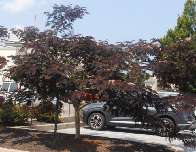 Albizia rosa Summer Chocolate 125 - 150cm