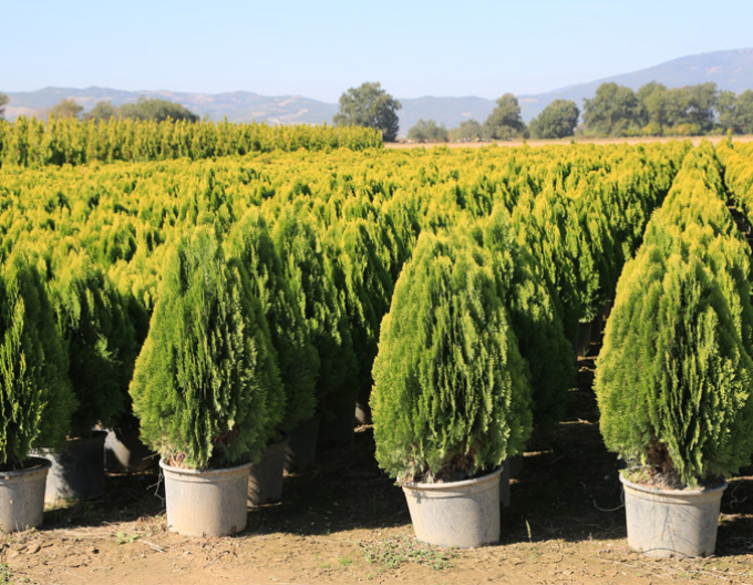 Lebensbaum Aurea Nana