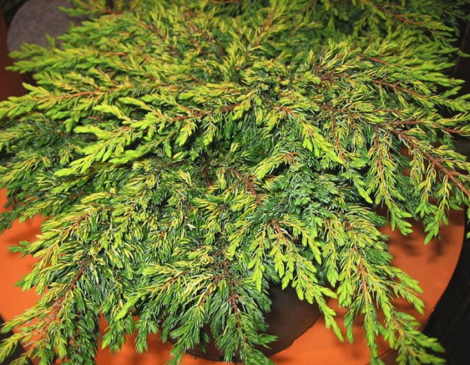 Wacholder Goldschatz