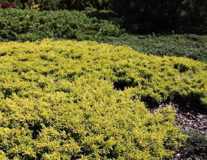 Wacholder Goldschatz