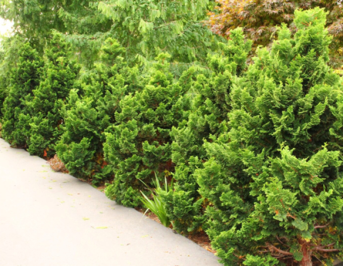 Zypresse NANA GRACILIS