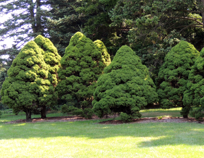 Zuckerhutfichte Conica