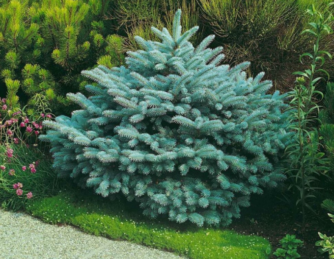 Gemeine Fichte Glauca Globosa