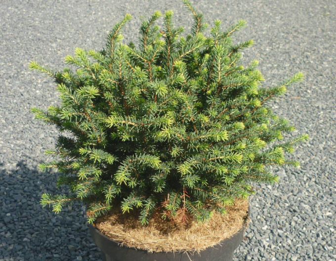 Serbische-Fichte Karel