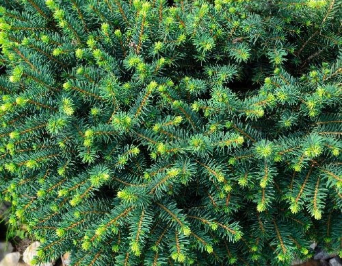 Serbische-Fichte Karel