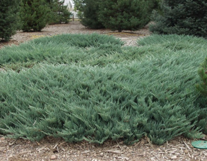 Wacholder  Blue Chip