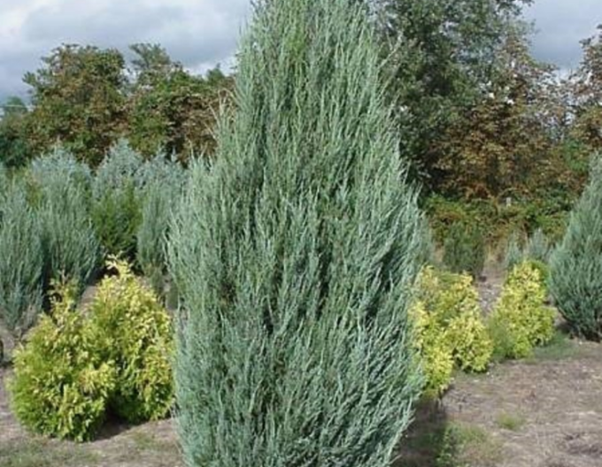 Raketenwacholder Blue Arrow