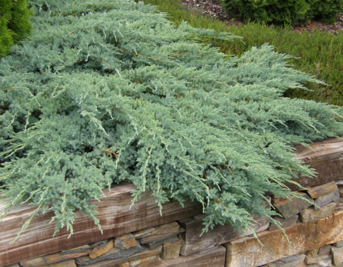 Wacholder ´Blue Carpet´