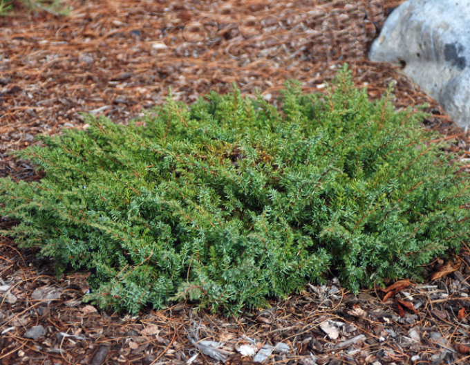 Teppichwacholder Green Carpet