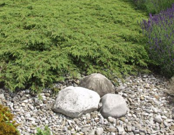 Teppichwacholder Green Carpet