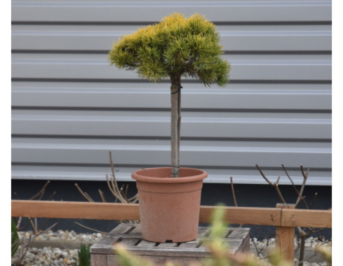 Berg-Kiefer Wintergold Stämmchen