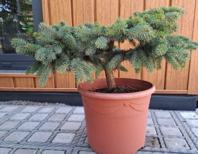 Fichte Nidiformis Kalouš