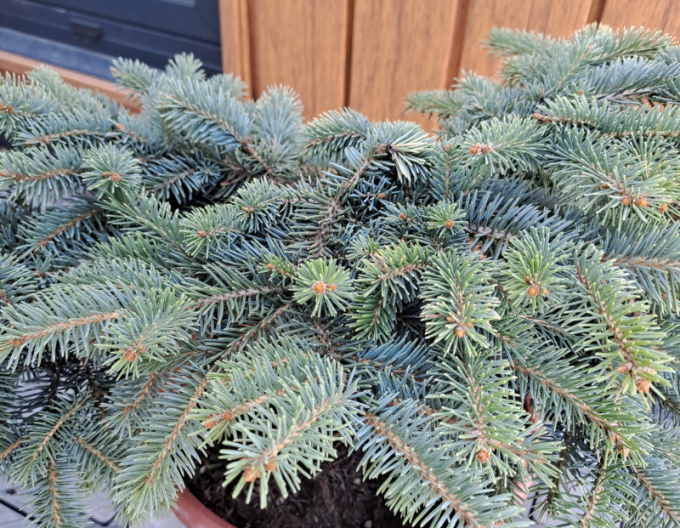 Fichte Nidiformis Kalouš