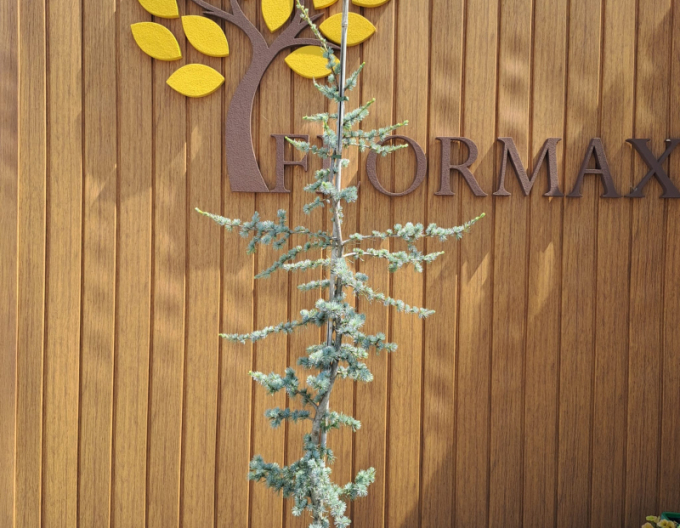 Libanon Zeder Atlantica La Fontaine