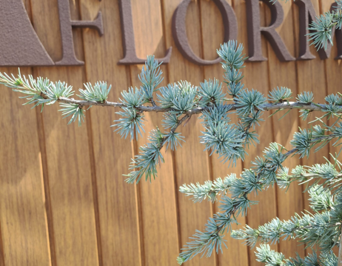 Libanon Zeder Atlantica La Fontaine