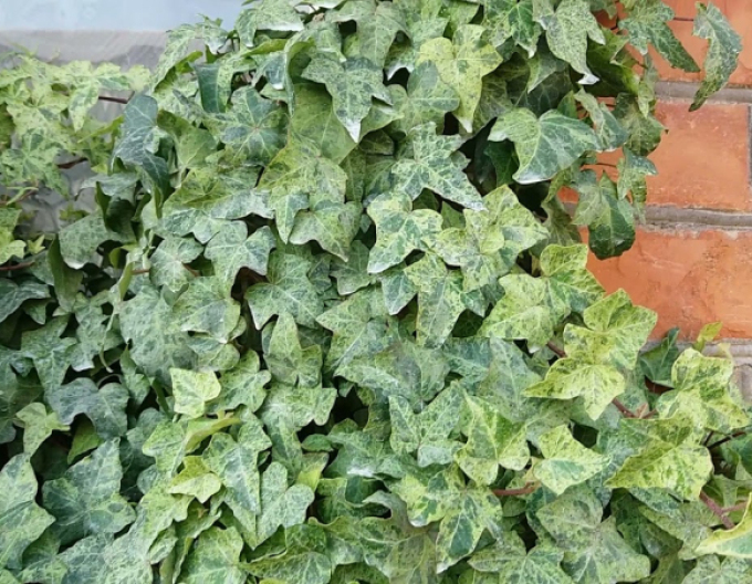 Kletternder Efeu Marmorata