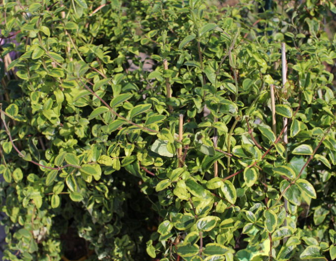 Japanische Geißschlinge Kogel-Mogel