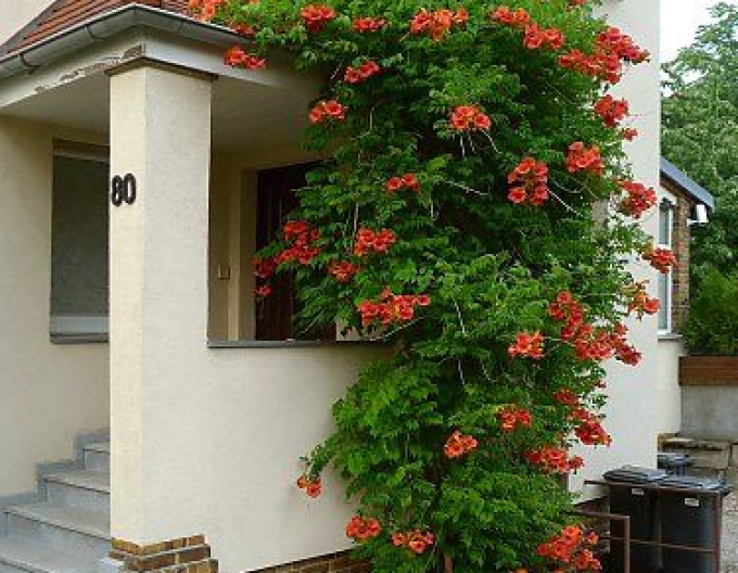 Trompetenblume Madame Galen