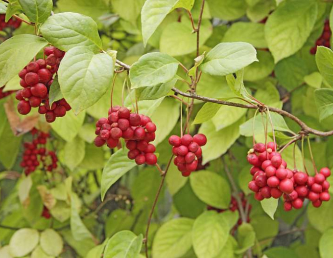 Chinesische Vitalbeere