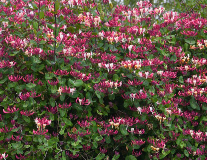 Wald-Geißschlinge Belgica