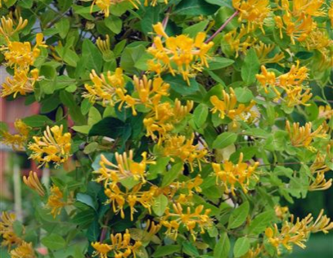 Gold-Geißschlinge tellmanniana