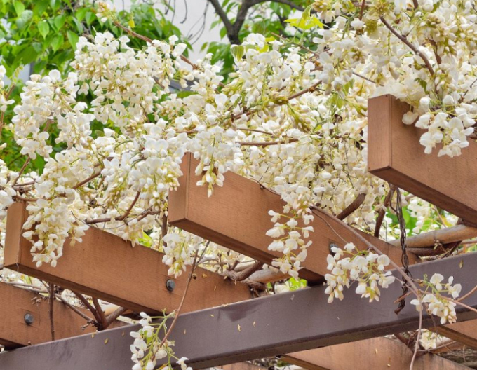 Blauregen White Silk