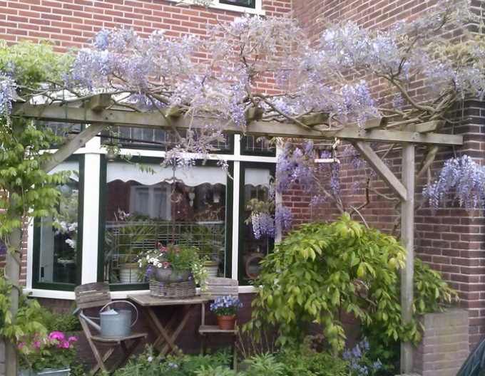 Chinesischer Blauregen Issai