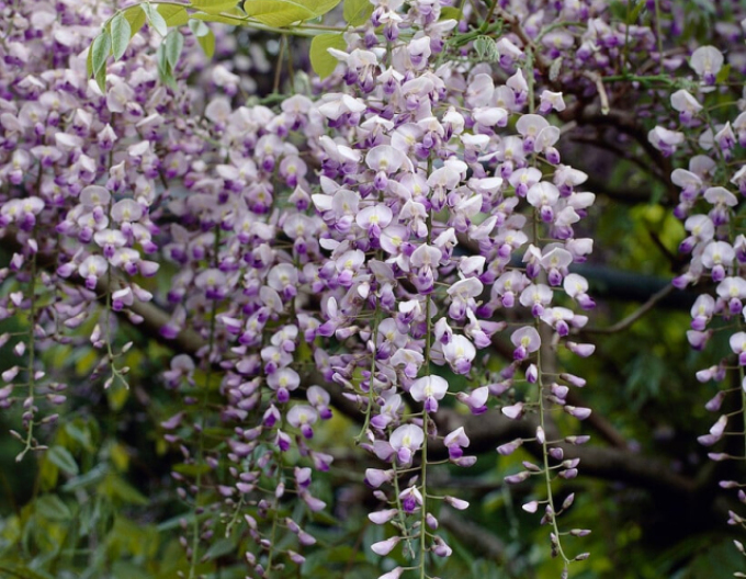 Chinesischer Blauregen Issai