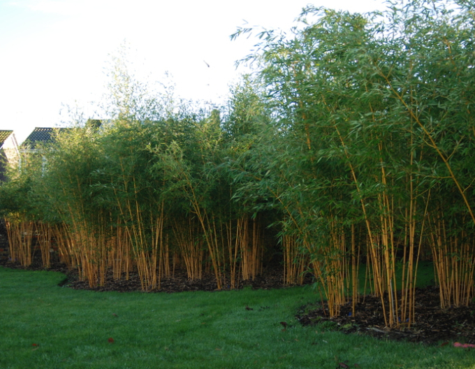 Goldener Bambus  Aurea