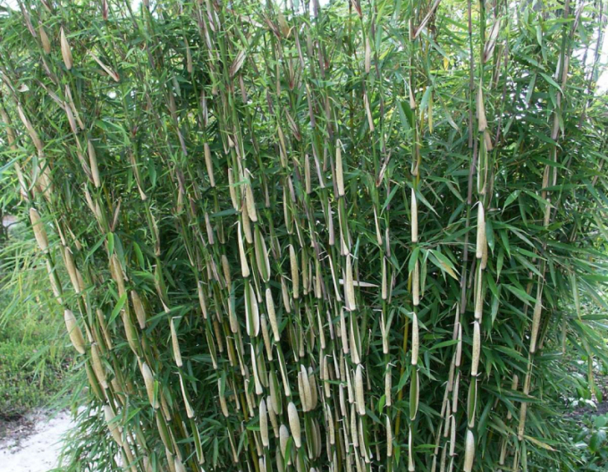 Bambus Fargesia Robusta Pingwu