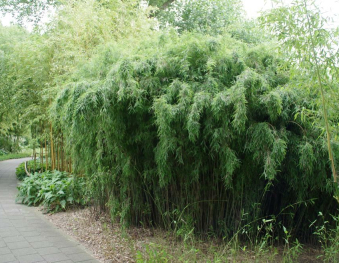 Bambus Fargesia Jiuzhaigou
