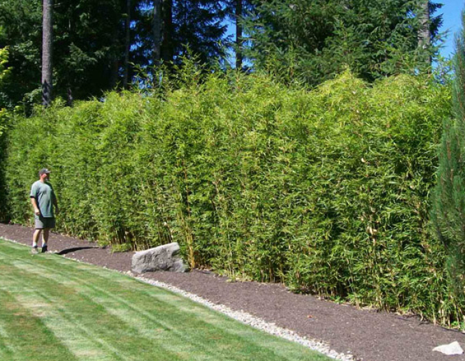 Bambus Fargesia Robusta Campbell