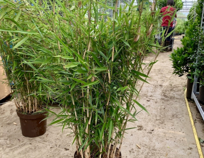 Bambus Fargesia Robusta Campbell