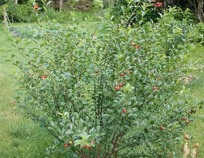 Prunus Carmine Jewell, Cont. 5l