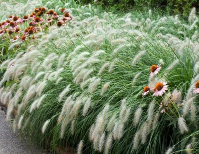 Lampenputzergras Hameln