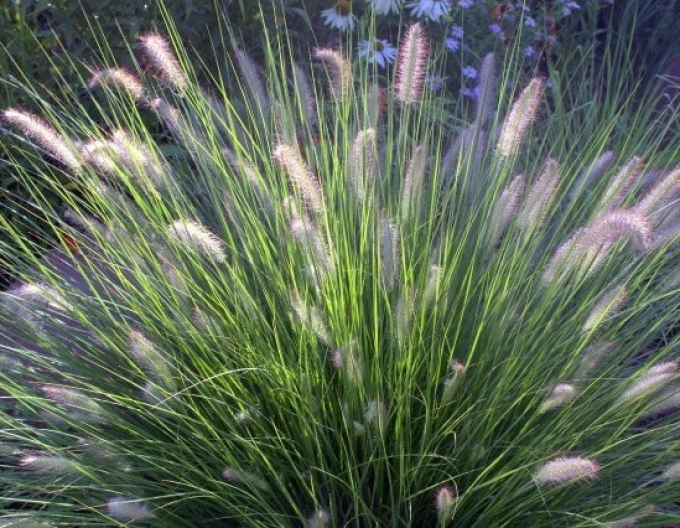 Lampenputzergras Hameln