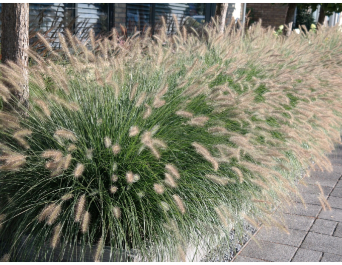 Lampenputzergras Hameln