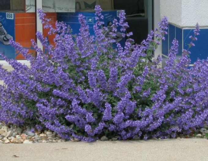 Katzenminze ´Walker´s  Low