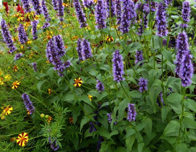 Agastache Black Adder