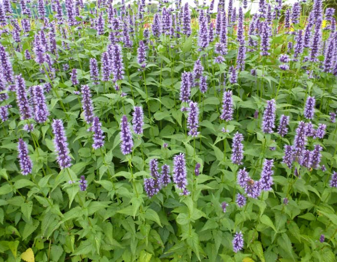 Agastache Black Adder