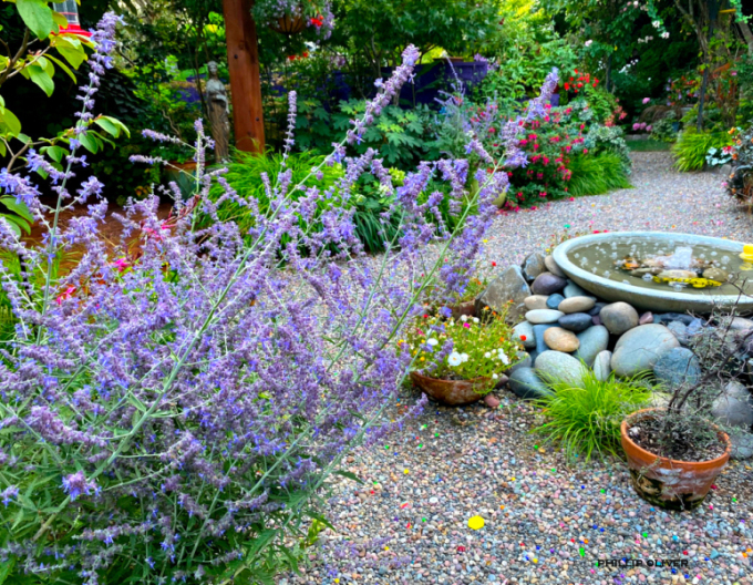 Blauraute Russian Sage