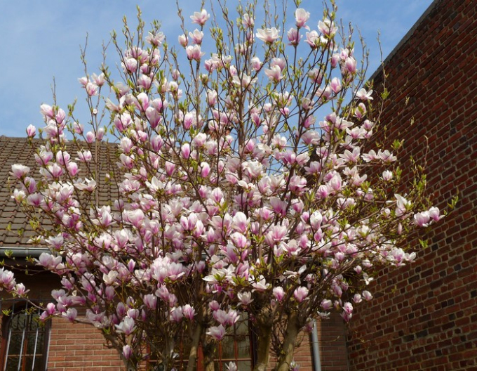 Magnolie Festirose