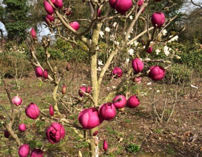 Magnolie Schwarze Tulpe