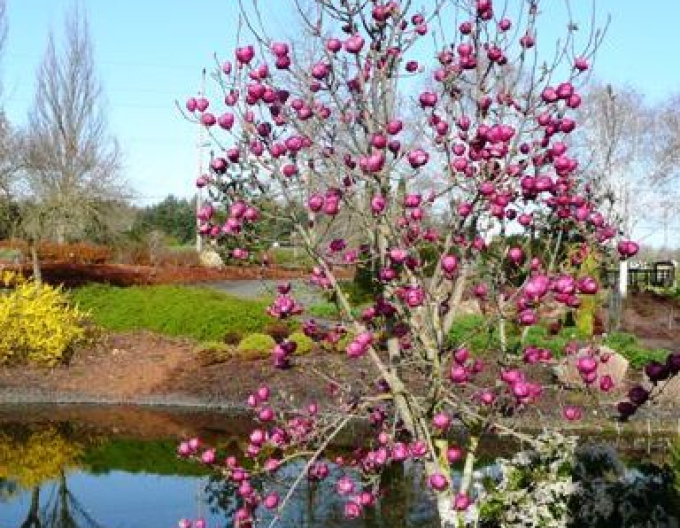 Magnolie Schwarze Tulpe