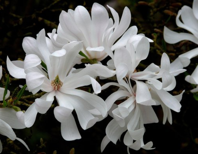 Magnolie St. Waterlily