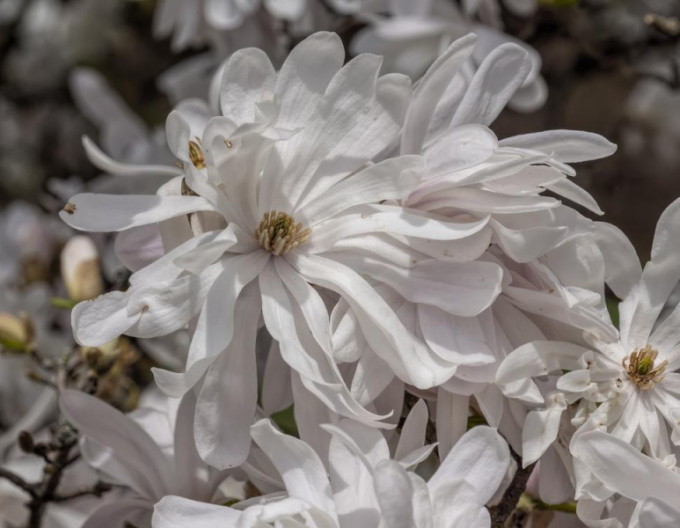 Magnolie St. Waterlily